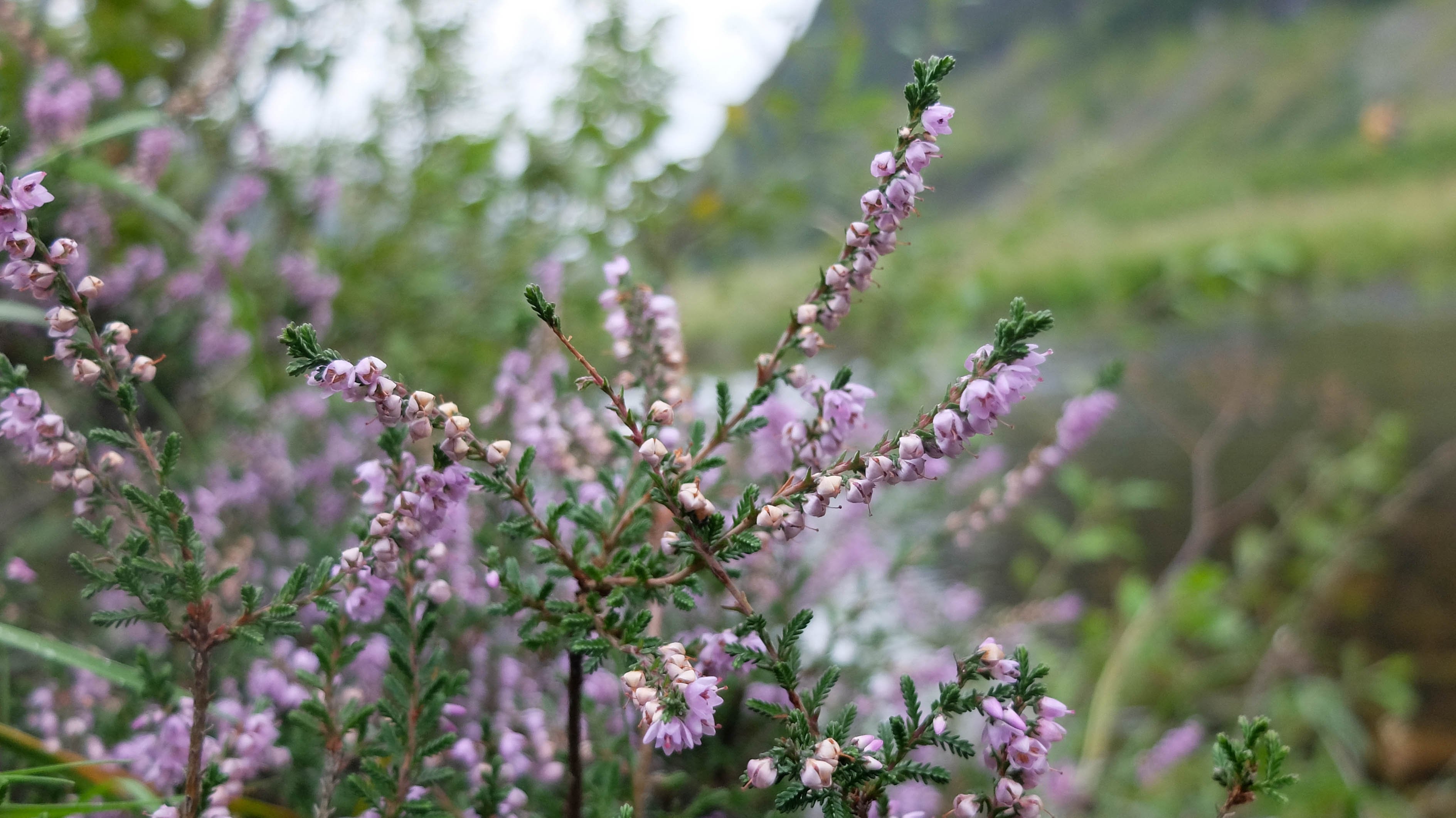 Fotografia de Natureza